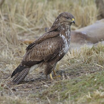 Common buzzard (Buteo buteo), perched in a meadow, Wilnsdorf, North Rhine-Westphalia, Germany
