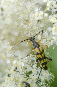 Black and yellow longhorn beetle, cerambycidae, spotted larbock, harlequin longhorn, leptura maculata, rutpela maculata, strangalia maculata, beetle, longhorn, coleoptera, high size, portrait format, insects, beetles, spotted longhorn