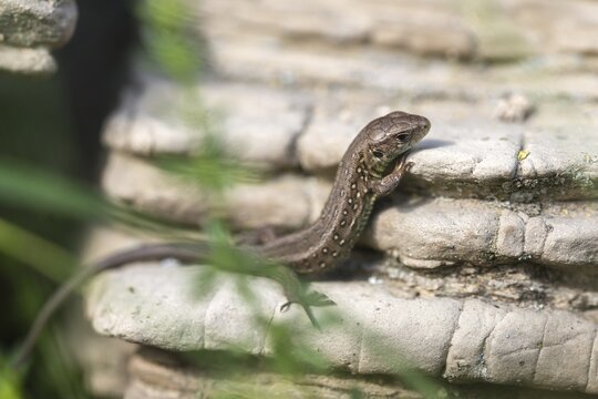Lacerta agilis, sand lizard, critters, dry-stone wall, lizards, lizard, adolescent, juvenile, reptiles, lizards, reptilia, reptiles, drywall