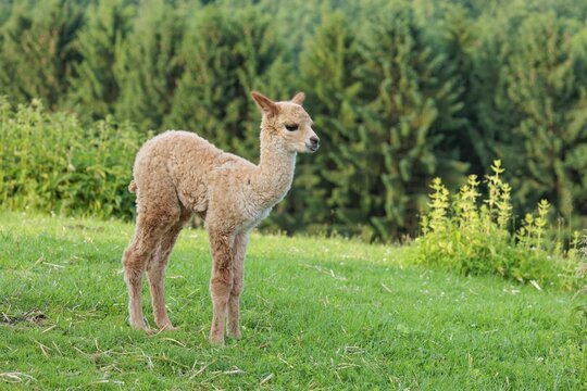 A newly born white alpaca (Vicugna pacos) stands in a green meadow on a sunny day. A green forest can be seen in the background