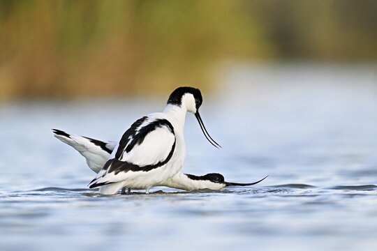 Avocet (Recurvirostra avosetta), a pair mating in shallow water, Camargue Regional Nature Park, southern France, France