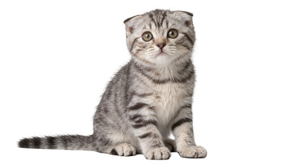 Scottish Fold kitten with tabby markings sitting attentively, isolated on transparent background © Mihai