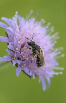 Apidae, bees, furrow bee, common furrow bee, halictus simplex, hymenoptera, high size, portrait format, insects, wild bees