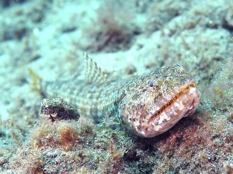 Atlantic lizardfish (Synodus saurus), El Cabron Marine Reserve Dive Site, Arinaga, Gran Canaria, Spain, Atlantic Ocean
