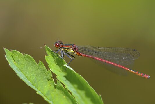 Early Adonis dragonfly, large red damselfly, Pyrrhosoma nymphula, damselflies, dragonflies, insects, dragonflies, odonata, zygoptera