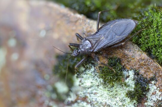 Large predatory bug, heteroptera, Reduviidae, Reduvius personatus, dust bug, insects, masked hunters, predatory bugs, bedbugs