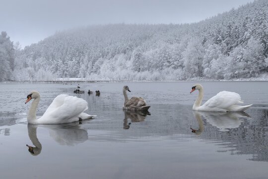 Cygnus olor, mute swan, anatidae, birds, duckbirds, cusp swan, swans, snow, swans, birds, waterbirds, waterbirds, winter
