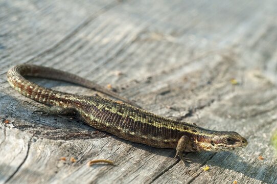 Mountain lizard, Finland, Lacerta vivipara, bog lizard, viviparous lizard, zootoca, common lizard, critters, lizards, lizards, reptiles