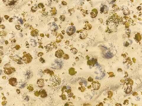 Sparse desert vegetation, mainly Salsola species. Aerial view. Drone shot. Namib Desert, Skeleton Coast, Namibia