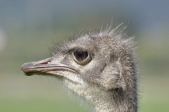 Common ostrich (Struthio camelus), portrait, captive, Rhineland-Palatinate, Germany