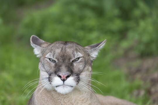 One male cougar, Puma concolor, frontal portrait with green vegetation in the background