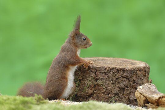 Eurasian red squirrel (Sciurus vulgaris), leaning against a tree stump, wildlife, Wilden, North Rhine-Westphalia, Germany