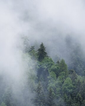 Misty forest with protruding conifer, Lajen, South Tyrol, Italy