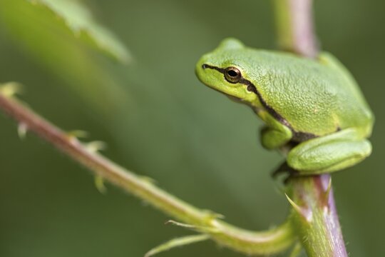 A tree frog (Hyla arborea) perched in a sunny spot, Ahlhorn, Lower Saxony, Germany