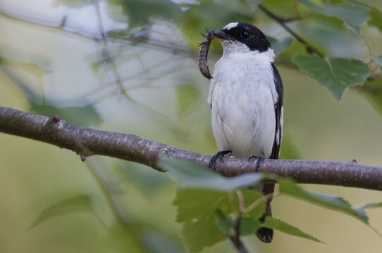 Collared flycatcher, ficedula albicollis, collared snapper, birds, passeri, songbirds, birds