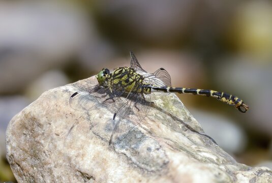 Rivermaids, gomphidae, green-eyed hooktail, small pincer dragonfly, onychogomphus forcipatus, small pincertail, pincer dragonfly, anisoptera, dragonflies, insects, dragonflies, odonata