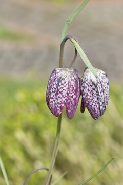 Snake's Head Fritillary (Fritillaria meleagris), single flower in a meadow, close-up, inflorescence, early bloomer, spring, Wilnsdorf, North Rhine-Westphalia, Germany