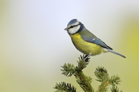 Blue tit (Parus caeruleus), sitting on a spruce branch, Wilden, North Rhine-Westphalia, Germany