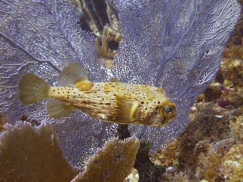 A brown spotted hogfish (Diodon holocanthus) swimming in front of a purple Venus fan (Gorgonia ventalina), dive site John Pennekamp Coral Reef State Park, Key Largo, Florida Keys, Florida, USA