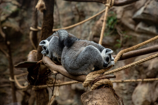 Two ring tailed lemurs resting on a tree branch in their natural habitat