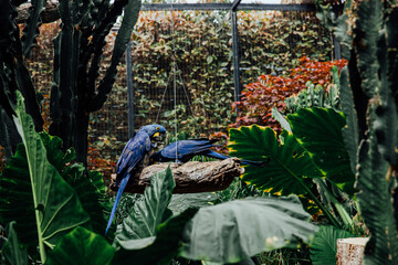 Pair of vibrant macaws perched amidst lush tropical foliage in a tranquil aviary setting. © anyatachka95