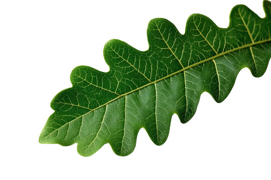 Fresh green oak leaf with pronounced veins