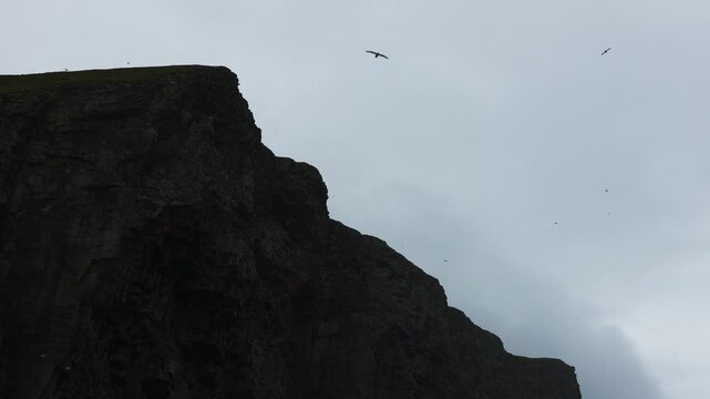 Thousands of seabirds flying around the towering cliffs of the Isle of Foula, Shetland, Scotland, United Kingdom