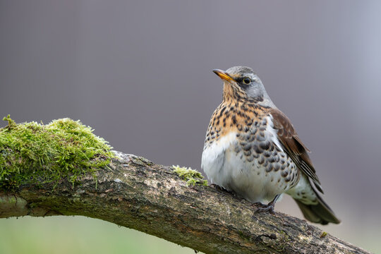 Fieldfare on a Moss-Covered Branch