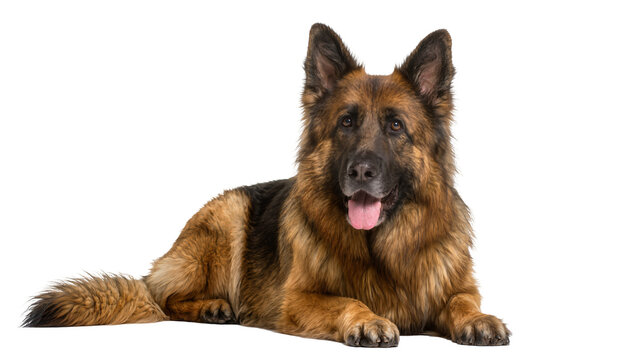 Majestic German Shepherd dog lying down panting with tongue out, isolated on transparent background