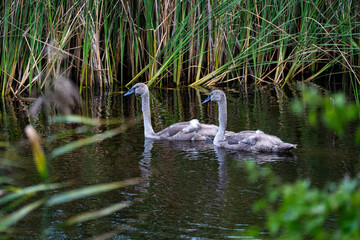 Two young swans swimming among reeds in a lake © Piotr