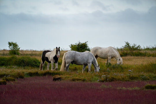 Three horses grazing together in an open grassy field