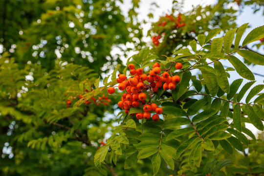 Close up of ripe rowan berries among green leaves