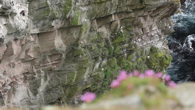 Thousands of seabirds flying around the towering cliffs of the Isle of Foula, Shetland, Scotland, United Kingdom