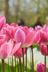 Obraz premium Pink Tulip Flowers with Soft Bokeh Background in a Bright Spring Garden