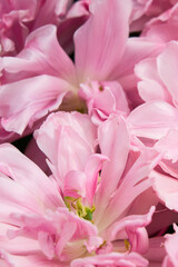 Obraz premium Background of open pink tulips