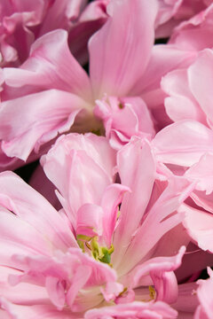 Background of open pink tulips