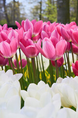 Fototapeta premium Vibrant Pink and White Tulip Field in Full Bloom, Elegant Spring Garden Floral Background