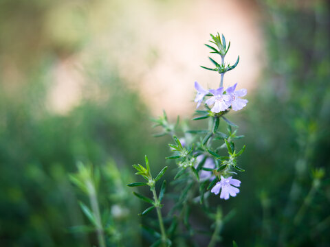 Westringia Hybrid Coastal Rosemary in Flower, Australian Native Plant, Victoria