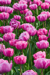 Fototapeta premium Vibrant Pink Double Tulip Field in Full Bloom, Romantic Spring Garden Floral Background