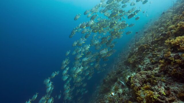 Underwater shot of huge school of Sailfin Snapper swimming down a deep tropical reef in Peleliu, Palau