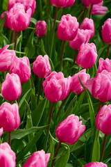 Obraz premium Vibrant Pink Tulip Flower Bed in Full Spring Bloom Garden Background