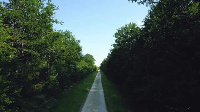 A straight gravel path runs through a lush green forest under a clear blue sky in Dampierre-en-Burly, Loiret, Centre-Val de Loire, France.