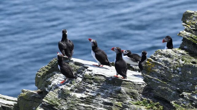 Atlantic Puffins communicating with one another on the cliffs of the Isle of Noss, Shetland, Scotland, United Kingdom