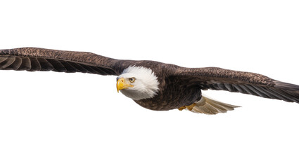 Naklejka premium Majestic bald eagle with outstretched wings soaring in flight, isolated on transparent background