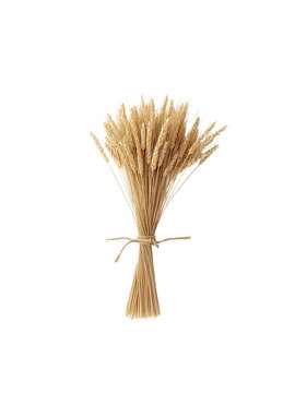 Bundle of Dried Wheat Stalks Tied with Twine Isolated on White Background