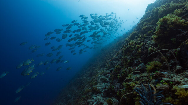 Underwater shot of huge school of Sailfin Snapper swimming down a deep tropical reef in Peleliu, Palau