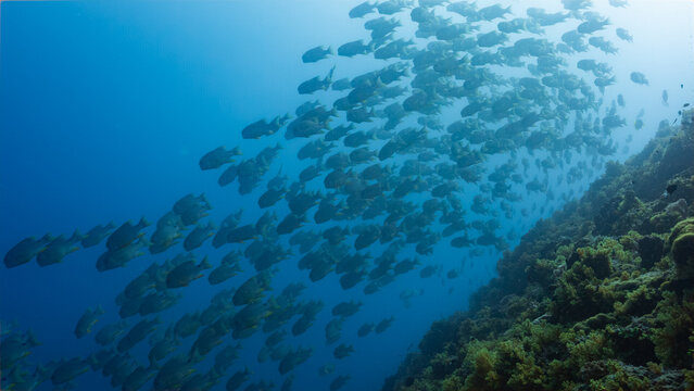 Underwater shot of huge school of Sailfin Snapper swimming down a deep tropical reef in Peleliu, Palau