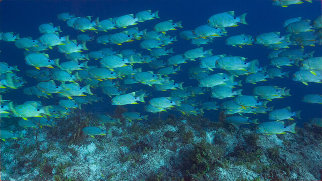 High angle telephoto underwater shot of spawning aggregation of Sailfin Snapper swimming along a deep reef in Peleliu, Palau.	