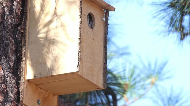 Two American kestrel (Falco sparverius) fledglings wait at nest box entrance for returning parent, Lassen County, Northern California.