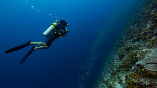 SCUBA Diver swims above huge school of Sailfin Snapper on deep reef of Peleliu, Palau.